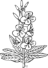 Fireweed Coloring Page Clip Art